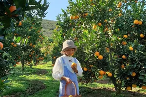 Lưu ngay 5 vườn cam tại Mộc Châu đáng khám phá