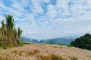 3 địa điểm ngắm hoa tam giác mạch đẹp nhất tại Hà Giang