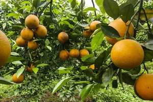Khám phá 11 vườn cam nổi tiếng tại Hòa Bình