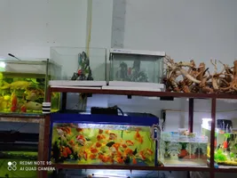 Danh sách 10 cửa hàng cá cảnh tại Phú Thọ đẹp nhất