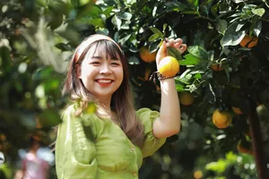 Khám phá Vườn cam Ly Mộc Châu